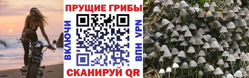 где можно купить наркотик  Нерехта  Псилоцибиновые грибы Psilocybine cubensis 